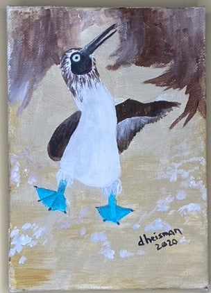 Blue Footed Booby #4